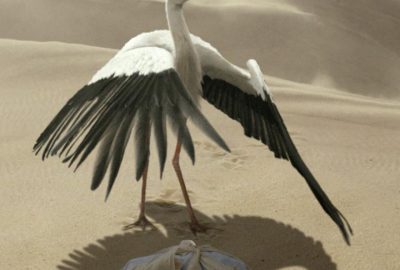 2008 Talks: Seddon_Rendertime Procedural Feathers Through Blended Guide Meshes
