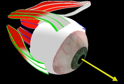 2010 Talks: Pai_Sensorimotor Physiology: Modeling, Imaging, and Neural Control
