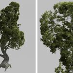Art-directing Disney's Tangled procedural trees