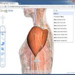 Google Body: 3D human anatomy in the browser