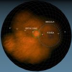 Computational retinal imaging via binocular coupling and indirect illumination