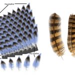 Generating feather coats using Bezier curves
