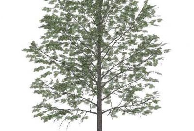 2007 Posters: Lee Tree Model Simplification for Fast Interactive Rendering