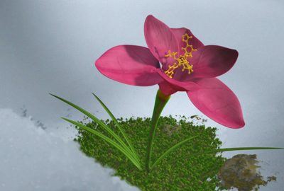 2010 Dailies: Wrabel_Snowflower