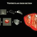 Creating volume-based virtual anatomy for bioengineering analysis