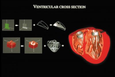 1996 Talks: Sagar_Creating Volume-Based Virtual Anatomy for Bioengineering Analysis