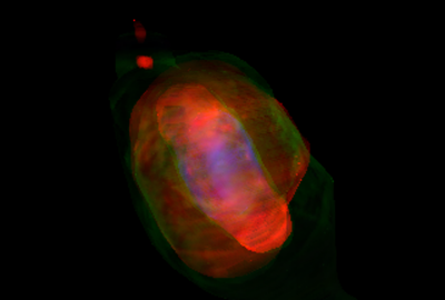 2009 Posters Wenger 3D Reconstruction of Planetary Nebulae using Hybrid Models 01