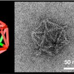 Design and self-assembly of DNA into nanoscale 3D shapes
