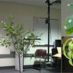Motion capture for natural tree animation