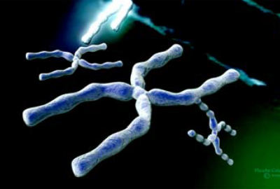 2009 Posters Coleman The Journey of the Cystic Fibrosis Gene