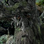 2003 Talks: McGaugh_Hero Shading Techniques used on “The Lord of the Rings: The Two Towers”