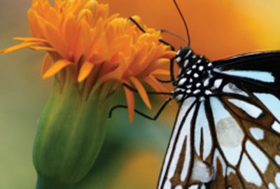 2010 Talks: Freedman_Real-Time GPU-based Video Upscaling from Local Self Examples