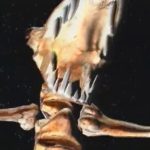 SIGGRAPH 1991 Animation: Ex Nihilo_Les Xons-Baston