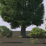 2014 Talks: Kuruc_Art-Directable Canopies in Pixar’s Vegetation Pipeline