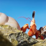2024 Electronic Theater: Raux_Shellfish