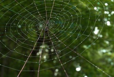 2024 Posters: Simeonova, What an Iridescent Web We Weave Rendering Physically Inspired Spider Webs for Visual Effects