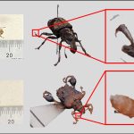 2024 Posters: Yasuda Consistent Image Registration for Multi view Focus Bracketing in Micro Scale Photogrammetry