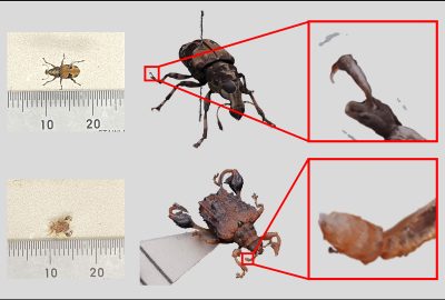 2024 Posters: Yasuda Consistent Image Registration for Multi view Focus Bracketing in Micro Scale Photogrammetry