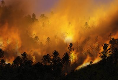 2024 Technical Papers: Kokosza_Scintilla Simulating Combustible Vegetation for Wildfires
