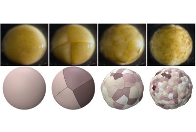 2024 Technical Papers: Numero_Differentiable Voronoi Diagrams for Simulation of Cell-based Mechanical Systems