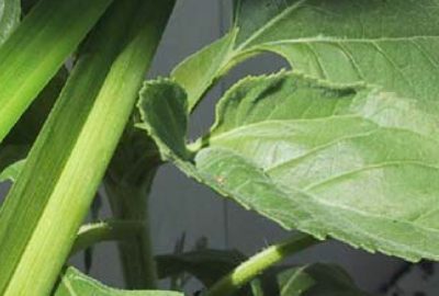 2009 SA Courses: Baronoski_Biophysically-Based Appearance Models