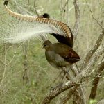 2023 SA Art Show: Marynowsky_Superb Lyrebird Sequences, 2023.