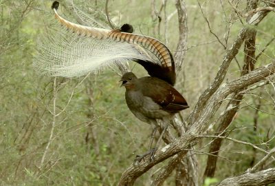 2023 SA Art Show: Marynowsky_Superb Lyrebird Sequences, 2023.