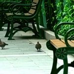 2008 SA Technical Paper: Shan_Fast Image-Video Upsampling