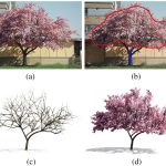 2008 SA Technical Paper: Tan_Single Image Tree Modeling
