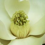 2009 SA Technical Paper: Patch-Based Image Vectorization with Automatic Curvilinear Feature Alignment