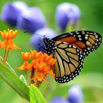 2010 SA Technical Paper: Rubinstein_A comparative study of image retargeting