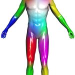 2011-SA-Technical-Paper_Jacobson_Stretchable-and-Twistable-Bones-for-Skeletal-Shape-Deformation