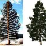 2011-SA-Technical-Paper_Li_Modeling-and-Generating-Moving-Trees-from-Video