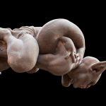 2018 SA Technical Papers_Schumacher_Set-in-stone: worst-case optimization of structures weak in tension