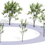 2012 SA Technical Papers_Pirk_Capturing and Animating the Morphogenesis of Polygonal Tree Models