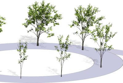 2012 SA Technical Papers_Pirk_Capturing and Animating the Morphogenesis of Polygonal Tree Models