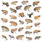 2013 SA Technical Papers_Reinert_Interactive By-example Design of Artistic Packing Layouts.jpg