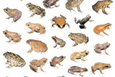 2013 SA Technical Papers_Reinert_Interactive By-example Design of Artistic Packing Layouts.jpg