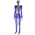 2014 SA Technical Papers Lee_Locomotion Control for Many-Muscle Humanoids