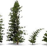 2014 SA Technical Papers Pirk_Windy Trees-Computing Stress Response