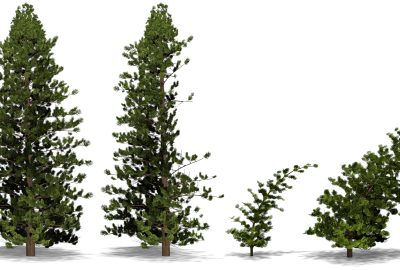 2014 SA Technical Papers Pirk_Windy Trees-Computing Stress Response