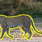 2014 SA Technical Papers Zhong_Slippage-free Background Replacement for Hand-held Video