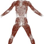 2016 SA Technical Papers_Kadleček_Reconstructing Personalized Anatomical Models for Physics-based Body Animation