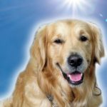 2016 SA Technical Papers_Yang_VizGen-Accelerating Visual Computing Prototypes in Dynamic Languages