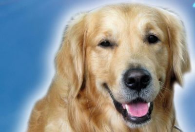 2016 SA Technical Papers_Yang_VizGen-Accelerating Visual Computing Prototypes in Dynamic Languages