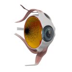 2019 SA Technical Papers_Nakada_Biomimetic eye modeling & deep neuromuscular oculomotor control