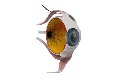 2019 SA Technical Papers_Nakada_Biomimetic eye modeling & deep neuromuscular oculomotor control