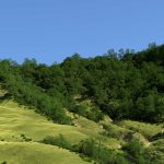 2020 SA Technical Papers_Kapp_Data-driven authoring of large-scale ecosystems