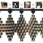 2020 SA Technical Papers_Park_Neural crossbreed: neural based image metamorphosis