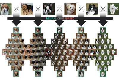 2020 SA Technical Papers_Park_Neural crossbreed: neural based image metamorphosis